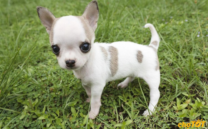 Chó Chihuahua giá bao nhiêu