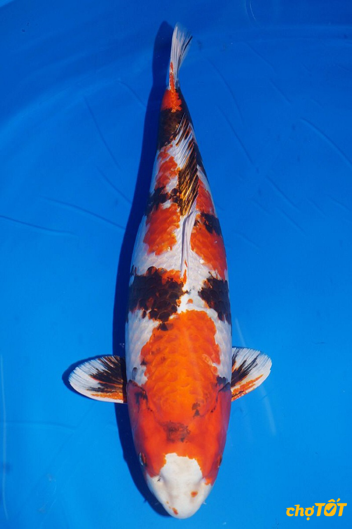Cá Koi Hikari Utsuri