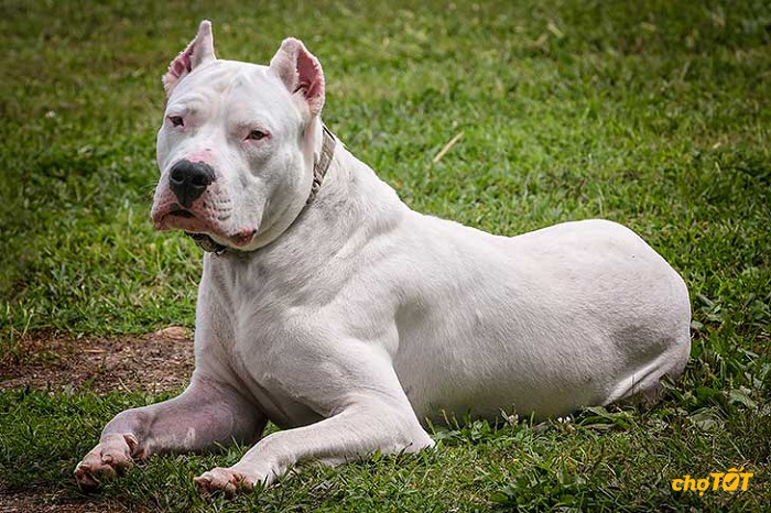 Chó Dogo giá bao nhiêu