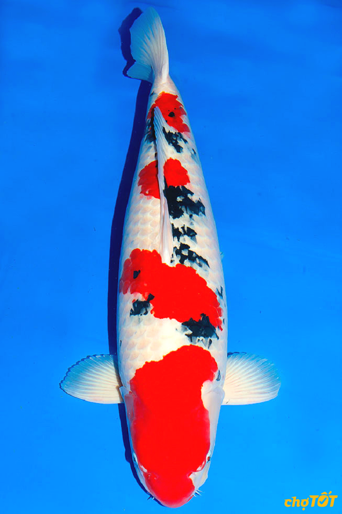 Cá Koi Taisho Sanke