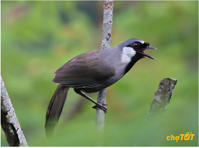 Chim Kiểng Hót Đấu Hay, Chim Cảnh Lông Đẹp Giá Rẻ Quận Tân Phú