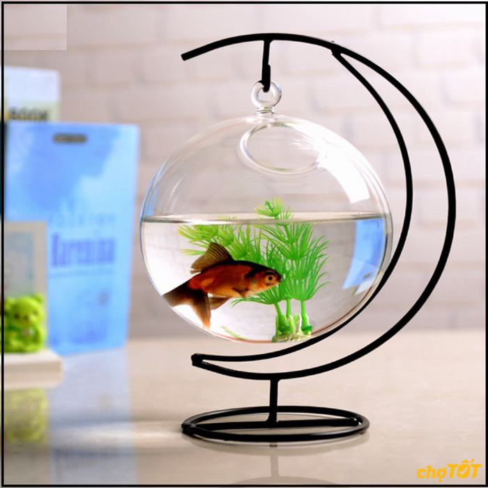 Bể cá cảnh mini để bàn