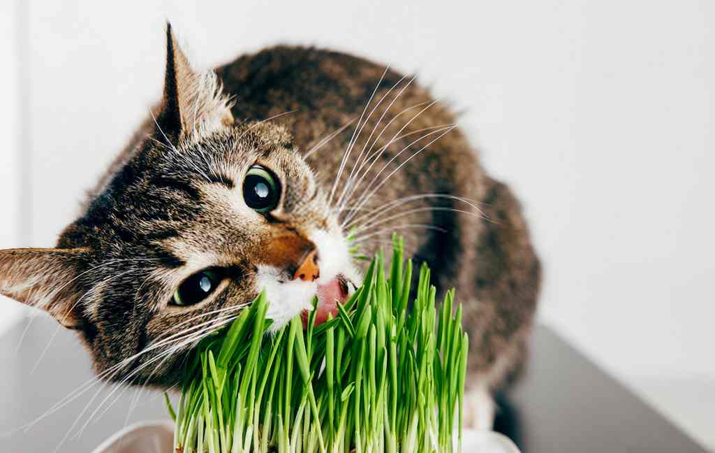 cỏ mèo là cây gì