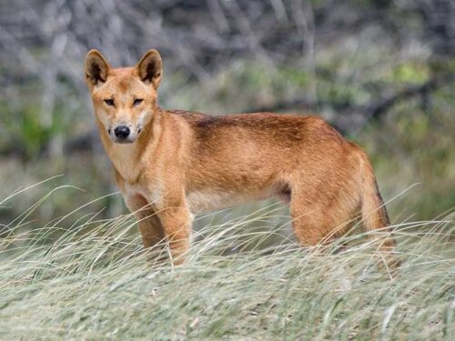 Chó Dingo Đông Dương – Giống chó dũng mãnh và hoang dại