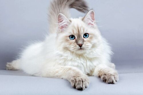 Mèo Siberian lông dài – Giống mèo chịu lạnh tốt nhất thế giới