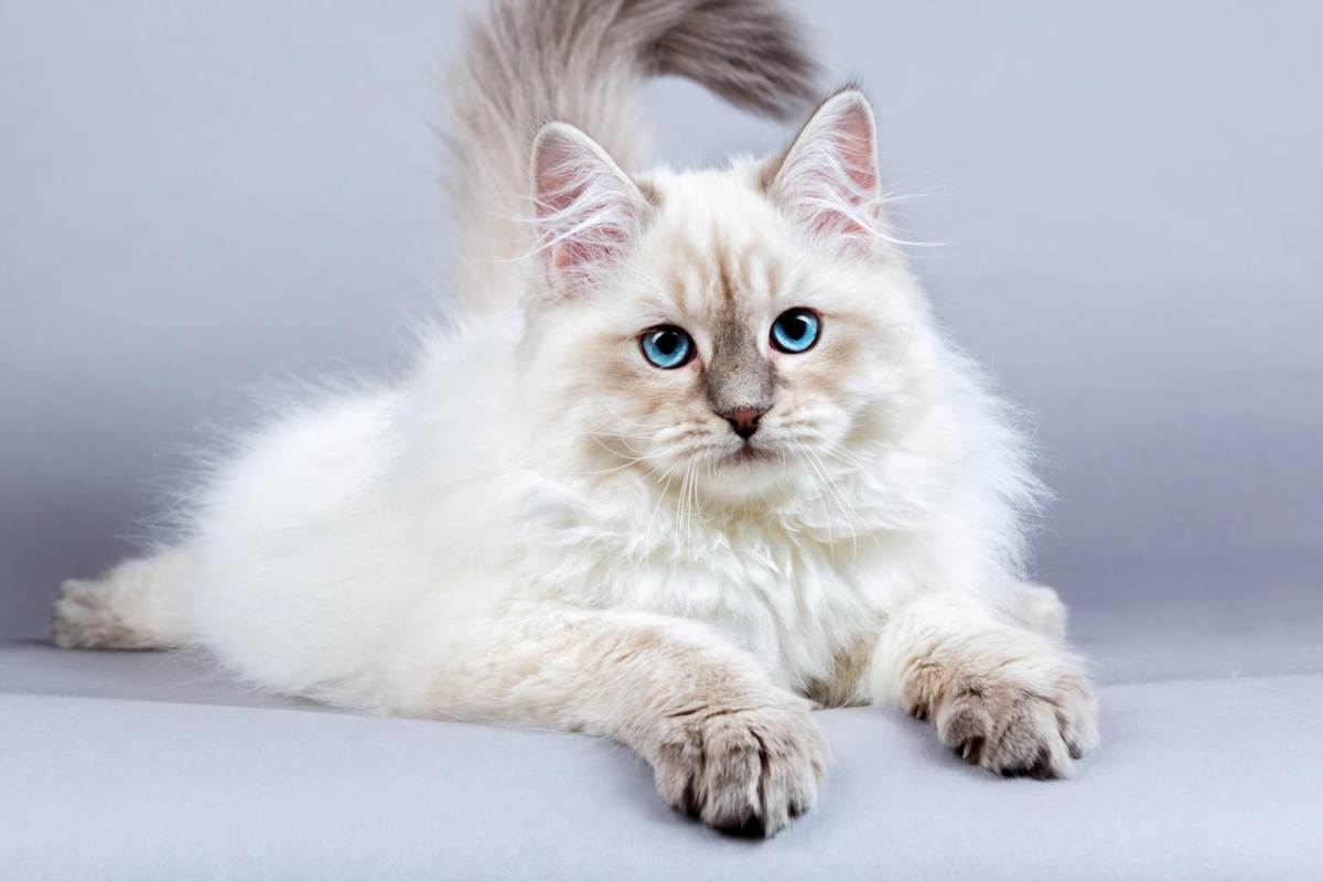 Mèo Siberian lông dài - Giống mèo chịu lạnh tốt nhất thế giới
