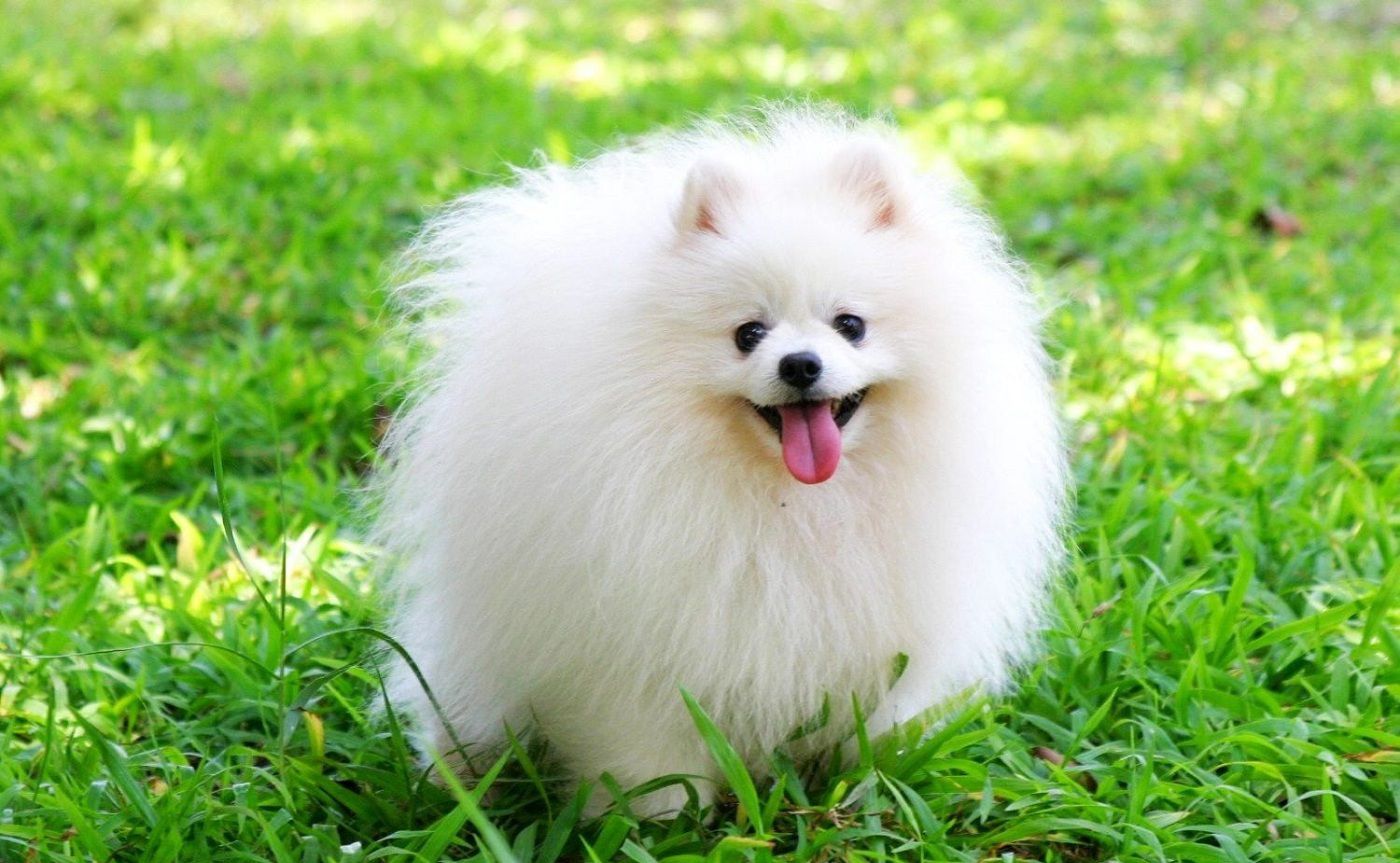 Tìm hiểu 5 giống chó lông trắng đẹp nhất và cách chăm sóc
