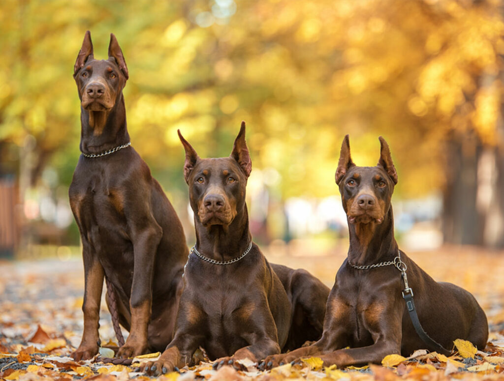 Có nên nuôi chó Doberman không? Cần chú ý những gì? Chó Doberman
