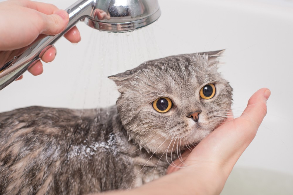 Sữa tắm cho mèo - Phân loại, cách dùng và công dụng