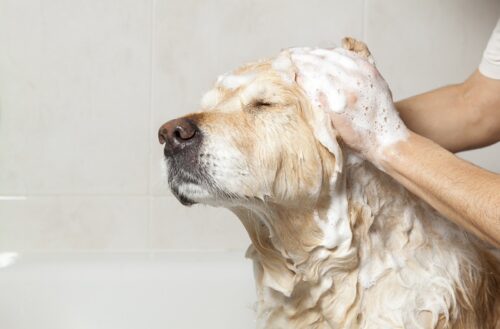 Sữa tắm chó: Phân loại, cách dùng, chọn sao cho đúng?