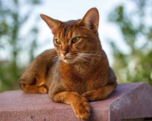 Mèo Abyssinian – giống mèo lông ngắn đến từ Ai Cập