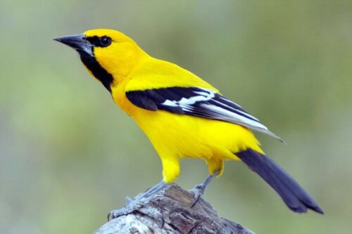 Bạn đã biết cách nuôi chim Vàng Anh để có giọng hót hay?