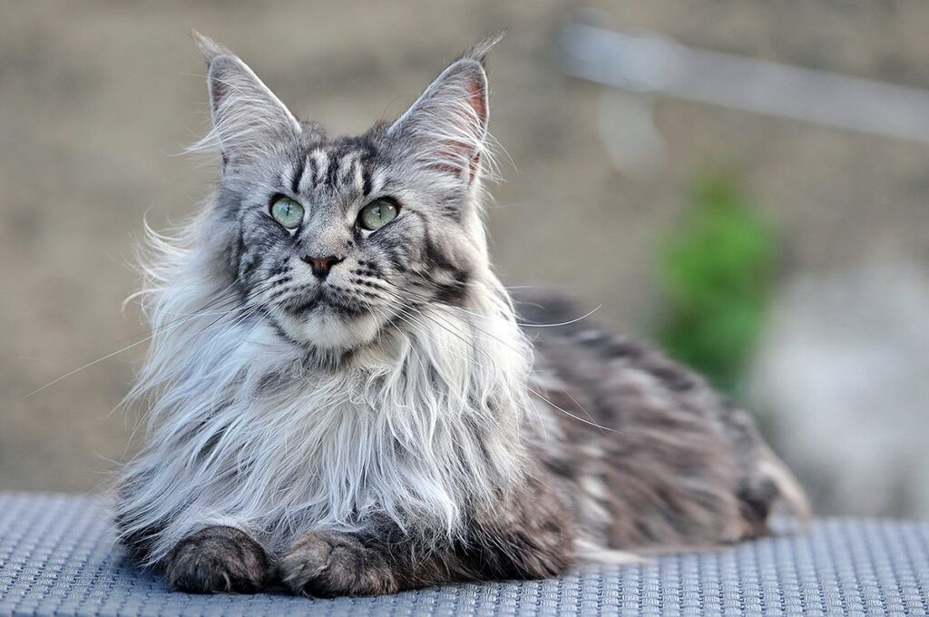 Mèo Maine Coon – Giống mèo khổng lồ thân thiện và ngoan ngoãn