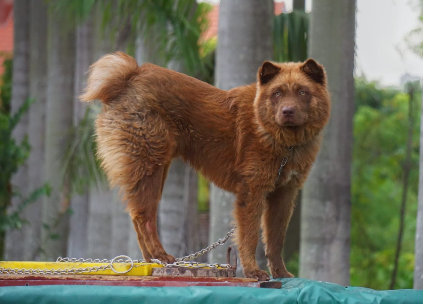 Tìm hiểu về chó Mông Cộc - Quốc khuyển đến từ vùng Tây Bắc