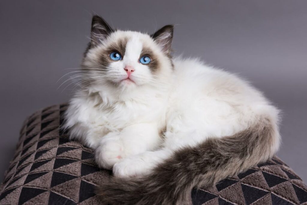 giống mèo ragdoll xinh đẹp và kiêu kỳ