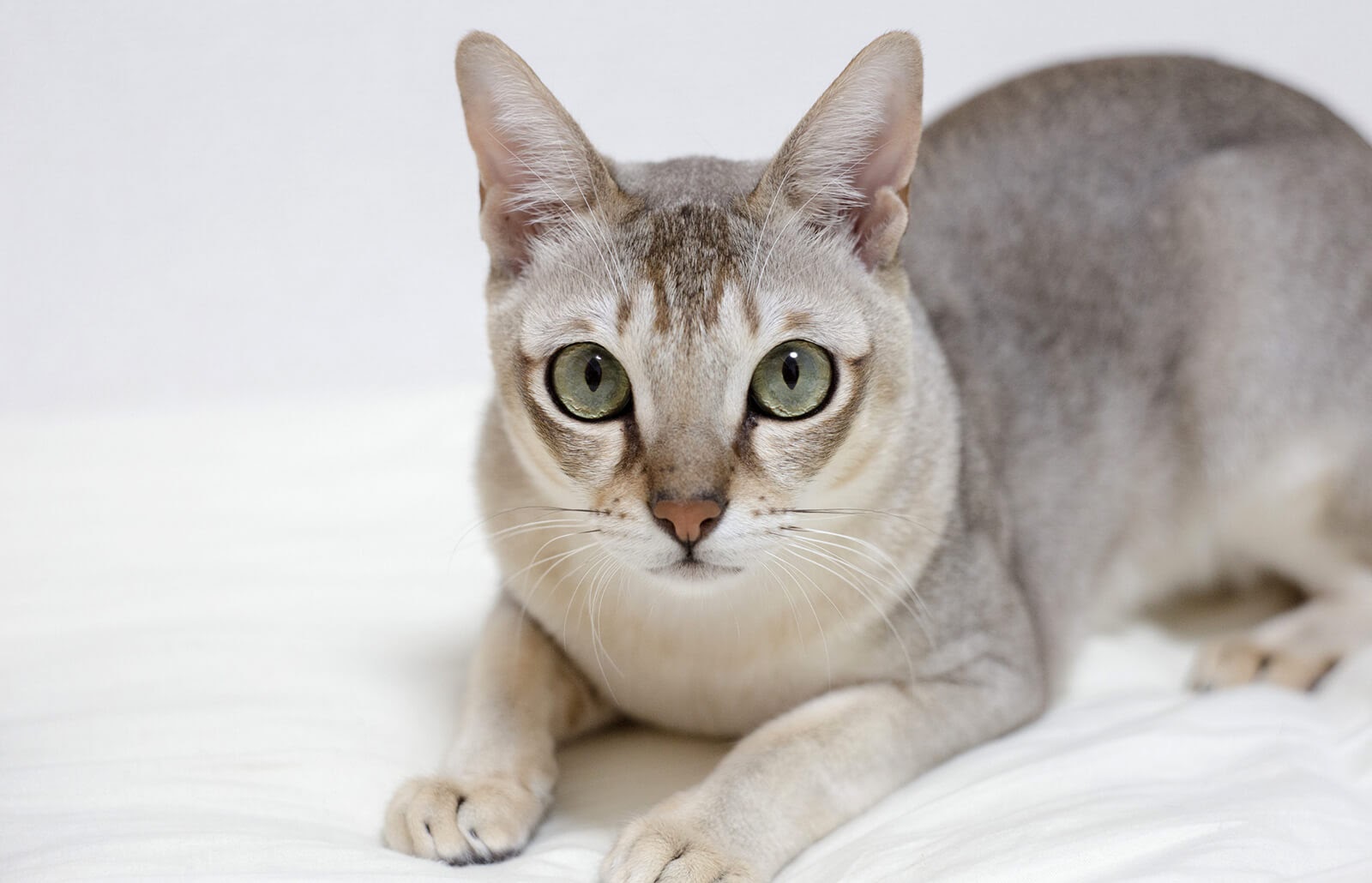 Tìm hiểu về mèo Singapura - “báu vật” của đảo quốc sư tử