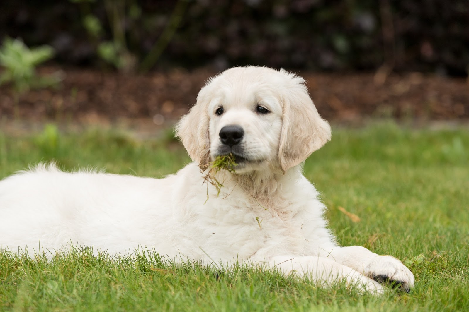 Chó ăn cỏ có nguy hiểm không? Nên làm gì để chó không ăn cỏ?