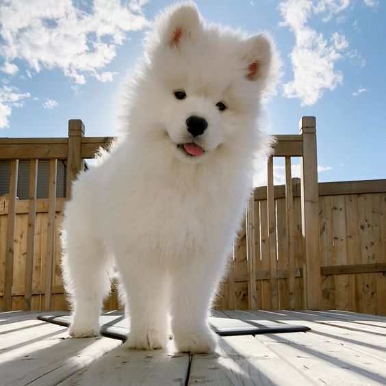 Chó Eskimo – Giống chó thông minh, xinh đẹp và đắt giá