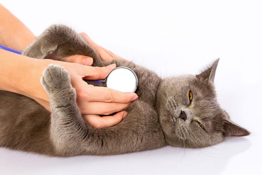 Triệt sản mèo - Hiểu đúng để bảo vệ sức khỏe cho mèo của bạn