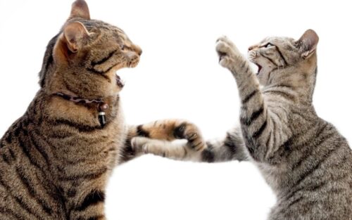 Mèo đánh nhau – Xác định nguyên nhân và cách ngăn chặn