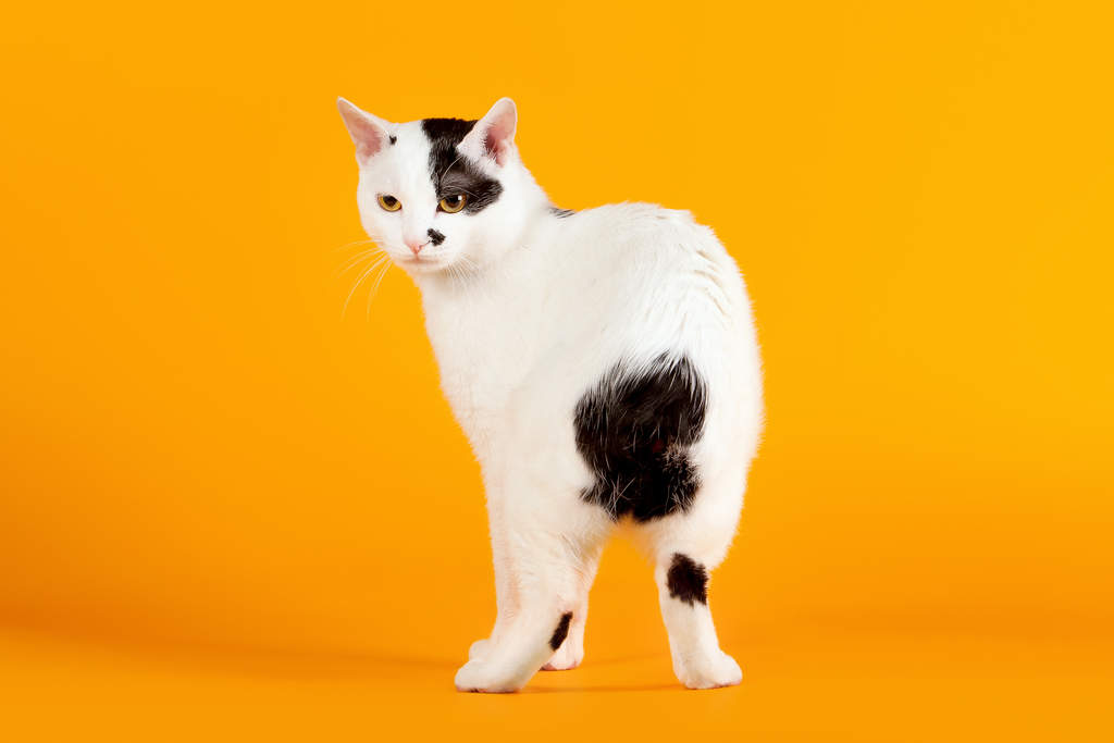 Mèo cộc đuôi Nhật Bản - Giống mèo độc lạ xứ Phù Tang