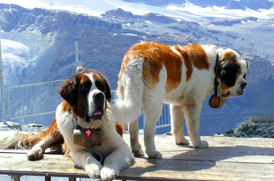 Giống chó Saint Bernard luôn được nhiều người yêu thích.