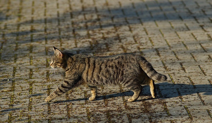 Sự thật đằng sau mèo tam thể luôn là mèo cái mèo đực chỉ khoảng 01   Tapilu