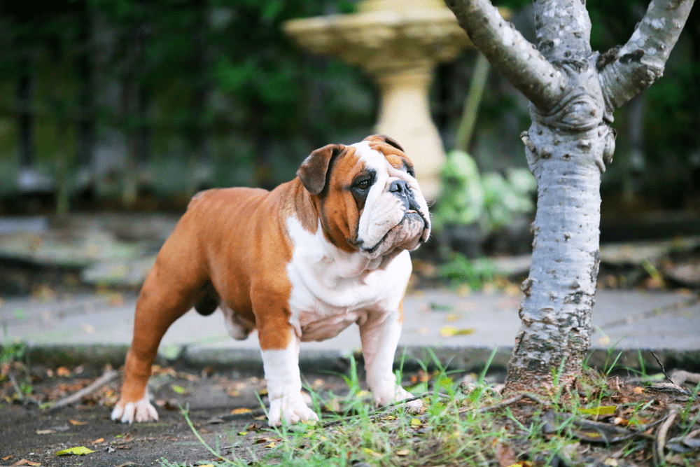 Chó Bulldog Pháp, Anh, Mỹ Mặt Xệ, Lai Đẹp, Thuần Chủng, Giá Rẻ