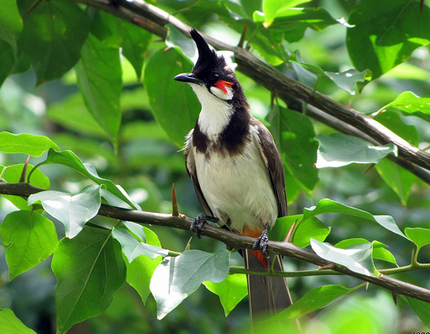 Những thông tin cơ bản về chim Chích Chòe Than – Chim Cảnh Việt