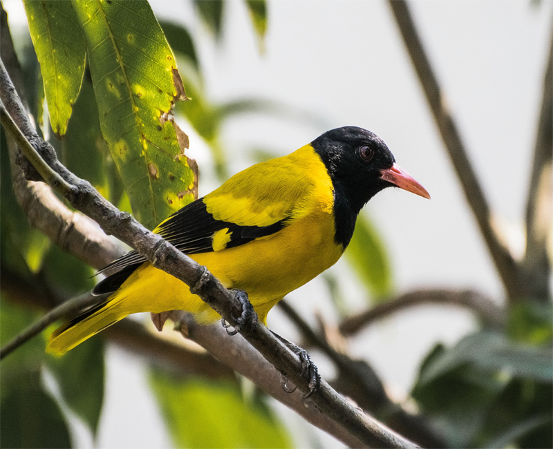 Chim Vàng anh đầu đen | Chim Vàng anh hót để quyến rũ và tìm đến với nhau  trong mùa sinh sản. Tiếng hót của chúng lảnh lót, vang xa, như còn