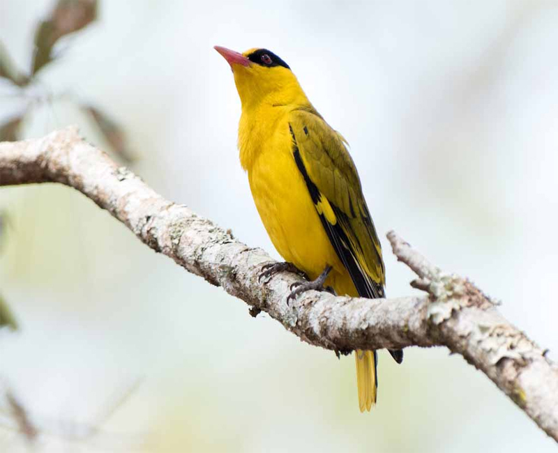 Giọng hót và vẻ đẹp tuyệt vời của các loài chim rừng - YouTube