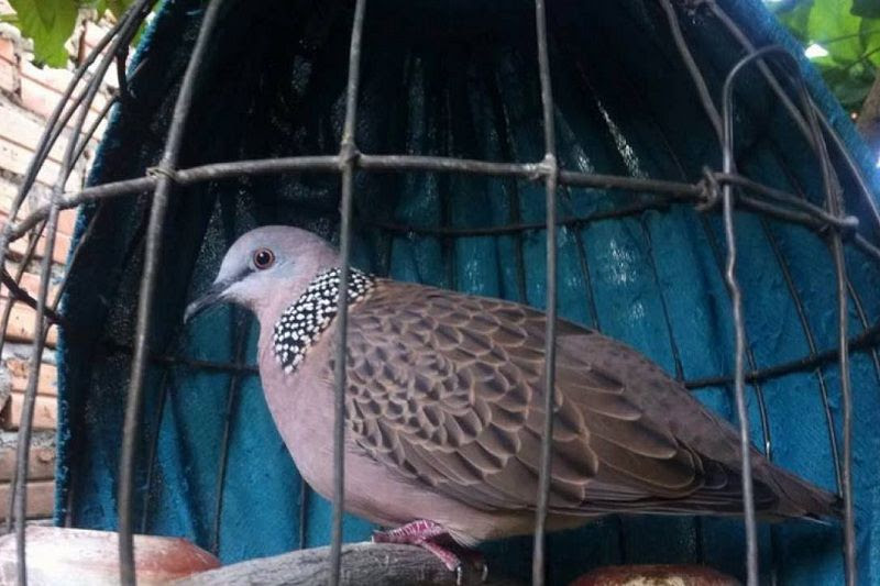 Cu ngói - Red Collared Dove - Streptopelia tranquebarica