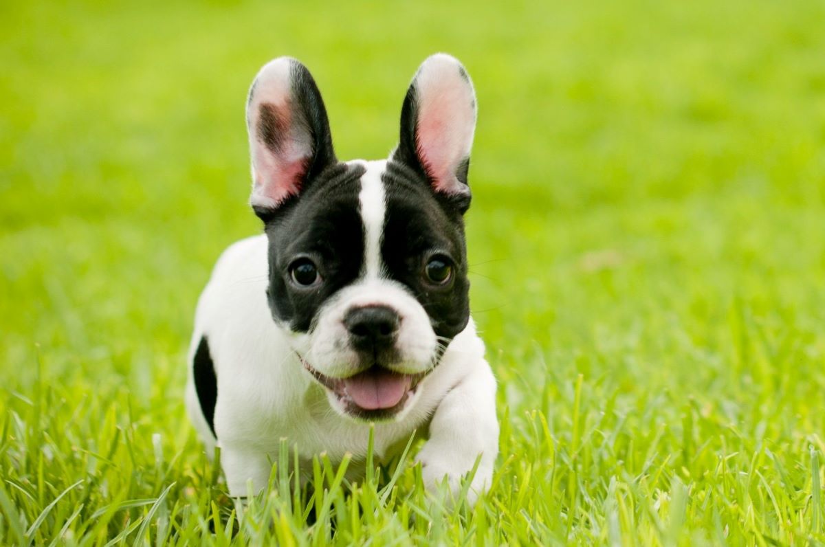 Chó Bulldog Pháp, Anh, Mỹ Mặt Xệ, Lai Đẹp, Thuần Chủng, Giá Rẻ