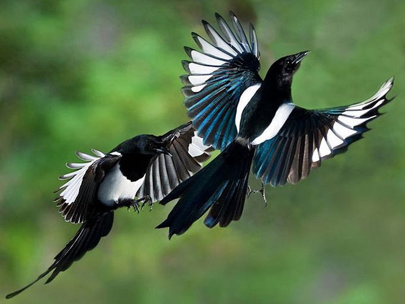Chim chích chòe than – Loài chim có giọng hót thanh thót