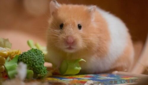 Tuổi thọ của chuột Hamster là bao nhiêu năm? 