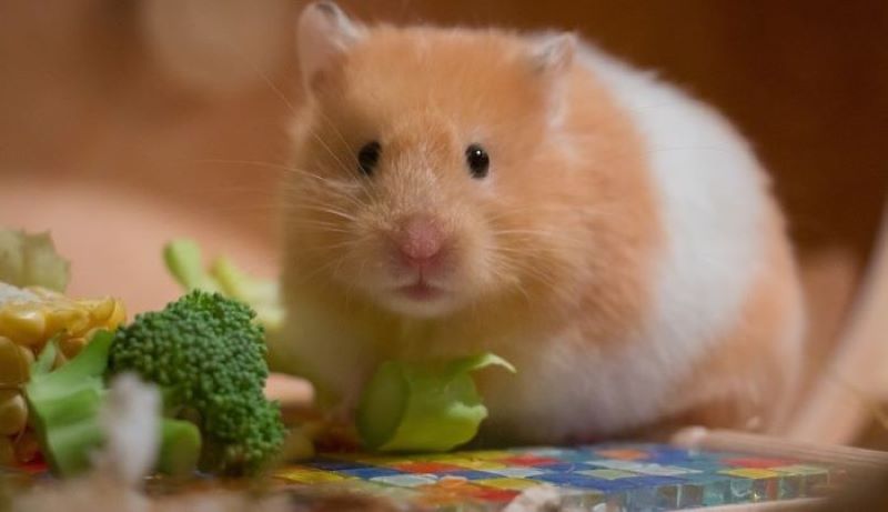 Tuổi thọ của chuột Hamster