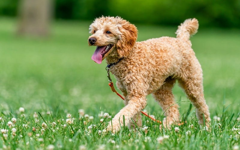 các loại chó poodle