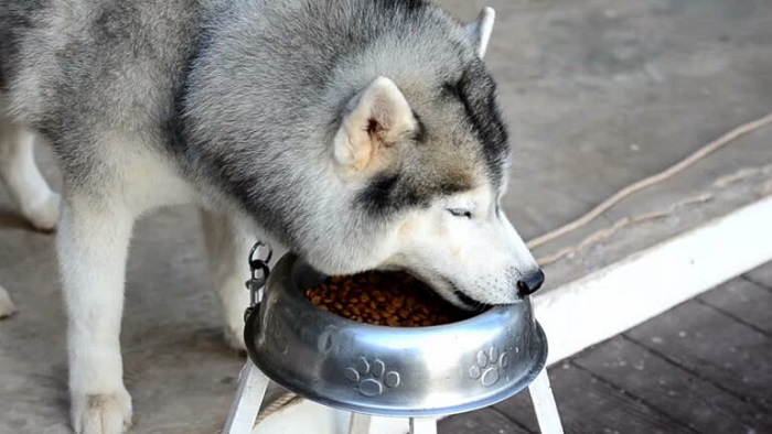 thức ăn cho chó alaska