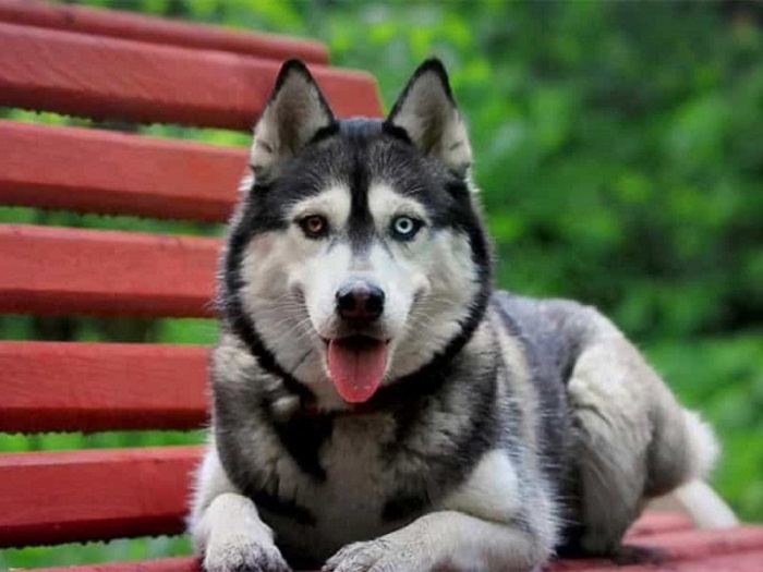 chó husky có tính khí thế nào