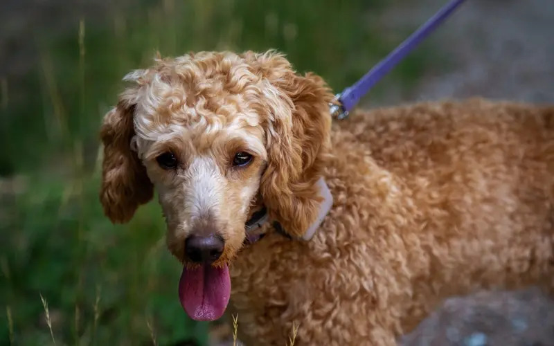 chó poodle mang thai