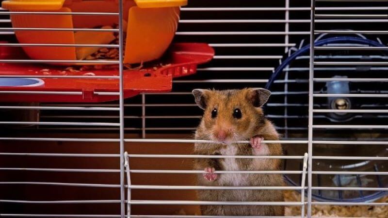 Tuổi lâu của loài chuột Hamster