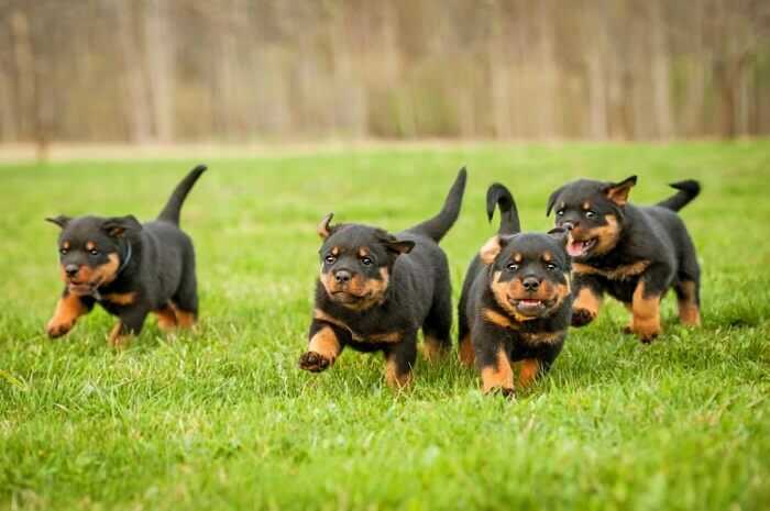 huấn luyện chó rottweiler