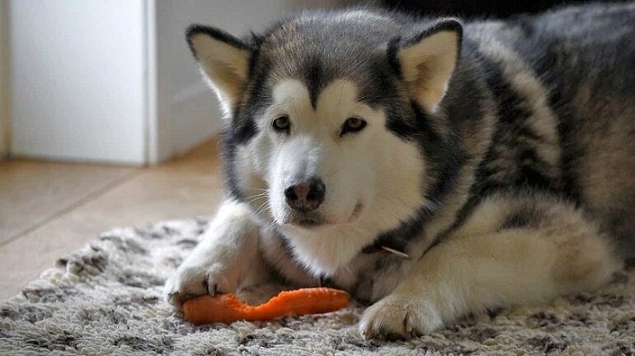 What do Alaskan dogs eat?