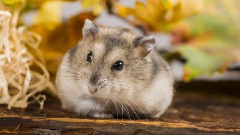 hamster lifespan
