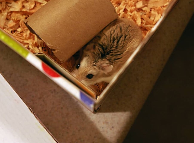 cách làm chuồng cho chuột hamster