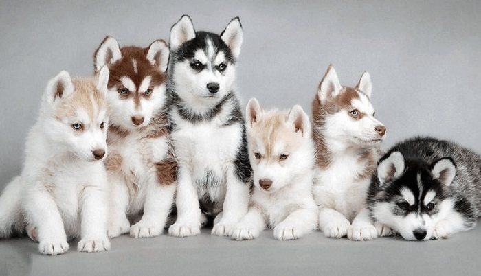 What is the temperament of a husky?