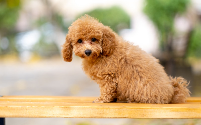 các loại chó poodle