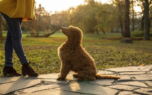 Huấn luyện chó Poodle – Những nguyên tắc quan trọng không nên bỏ lỡ