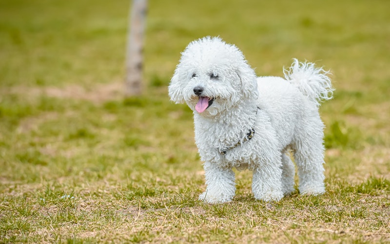 các loại chó poodle