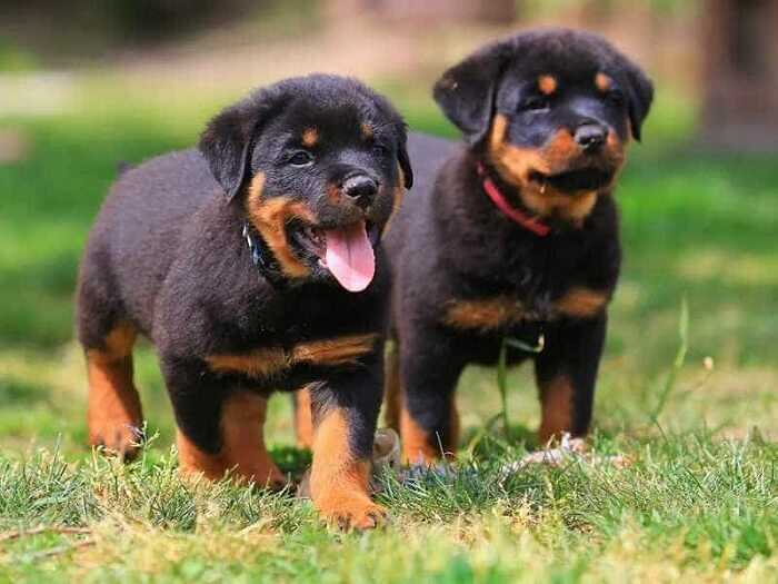 huấn luyện chó rottweiler